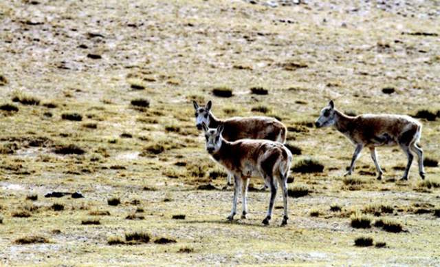 省动物研究所完成西藏羌塘藏羚羊等野生动物2021年第一次科学考察