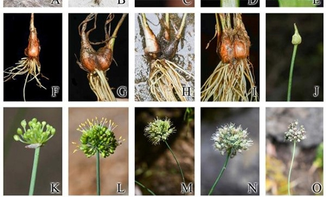 《陜西植物志》編寫團隊在秦嶺發現蔥屬一新種